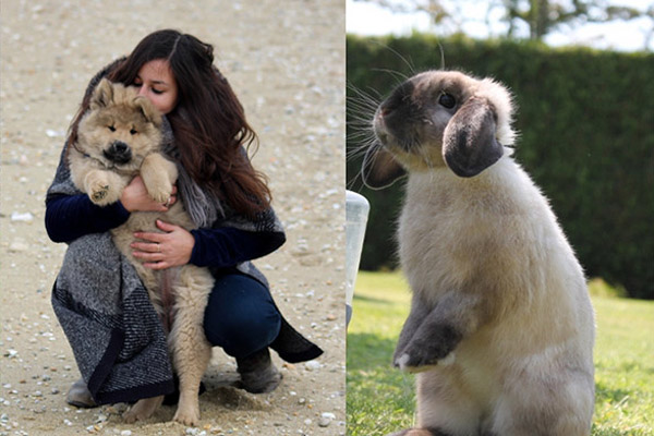 garde à domicile chien