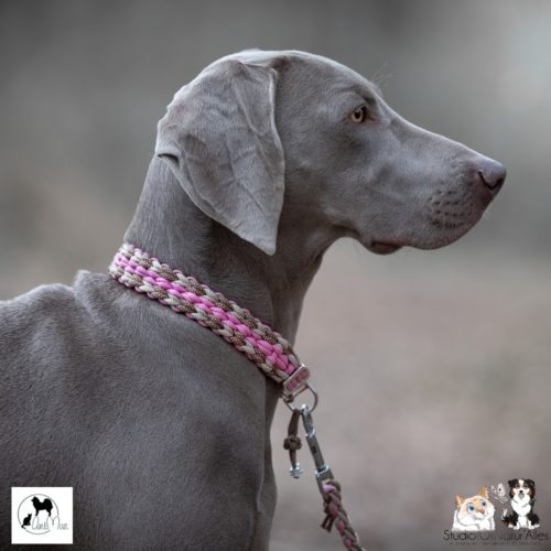 collier chien paracord