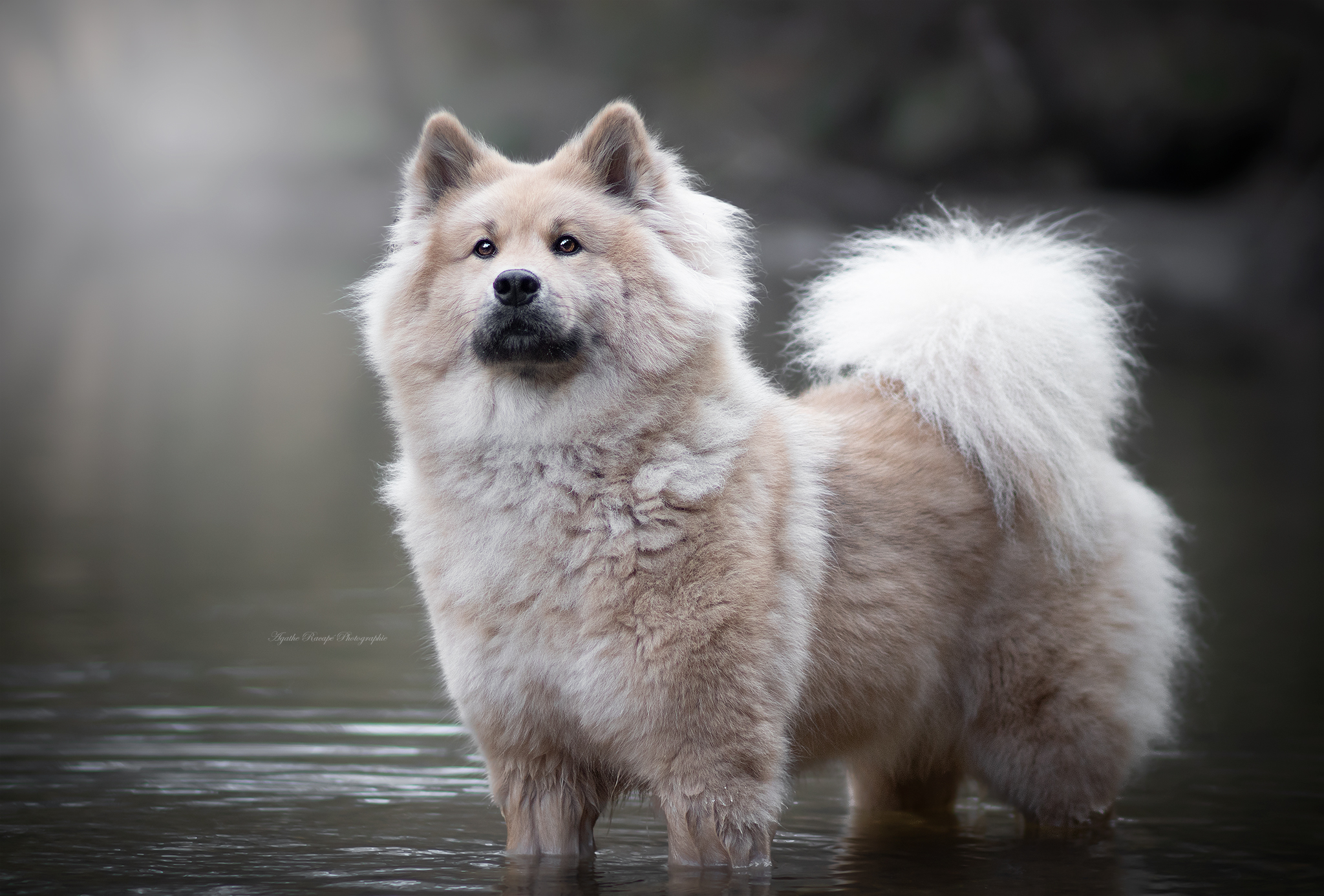 eurasier sable