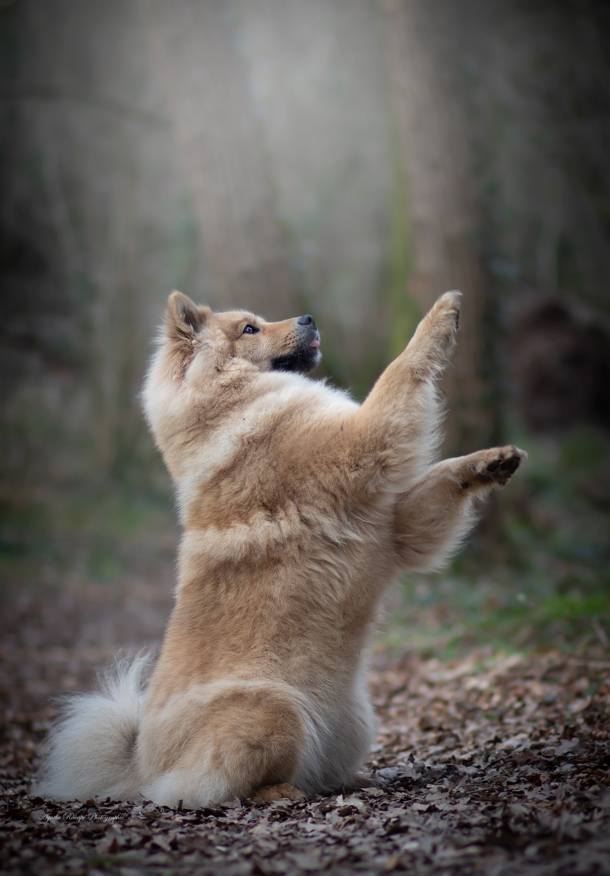 elevage eurasier bretagne